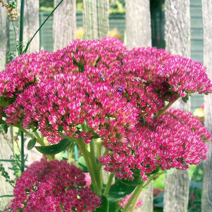 Fetthenne Herbstfreude - Sedum (Blüte)