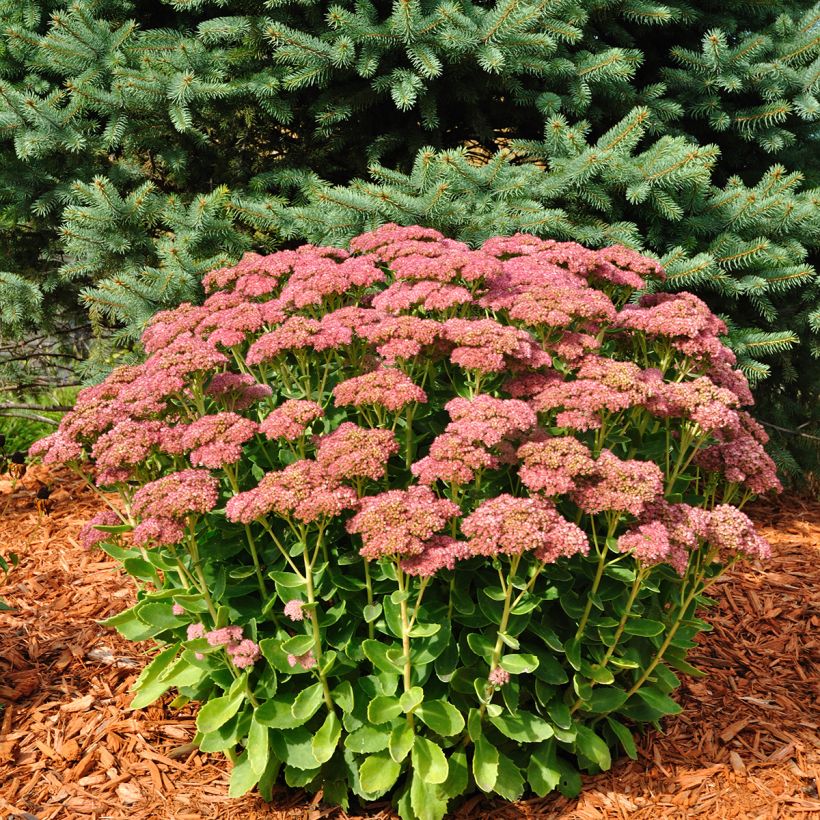 Fetthenne Herbstfreude - Sedum (Hafen)