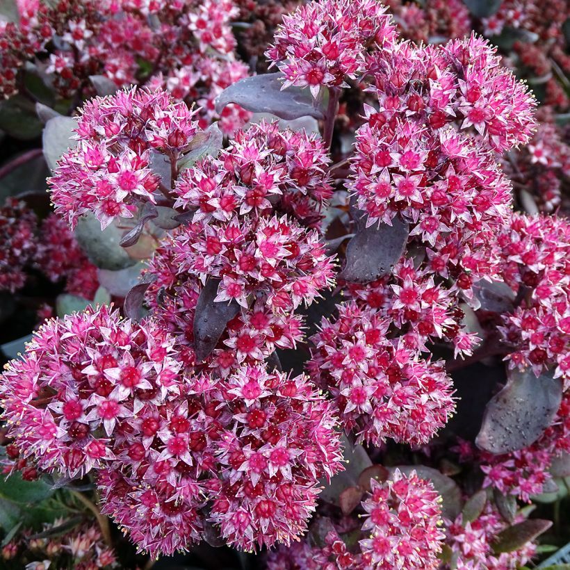 Fetthenne Jose Aubergine - Sedum spectabile (Blüte)