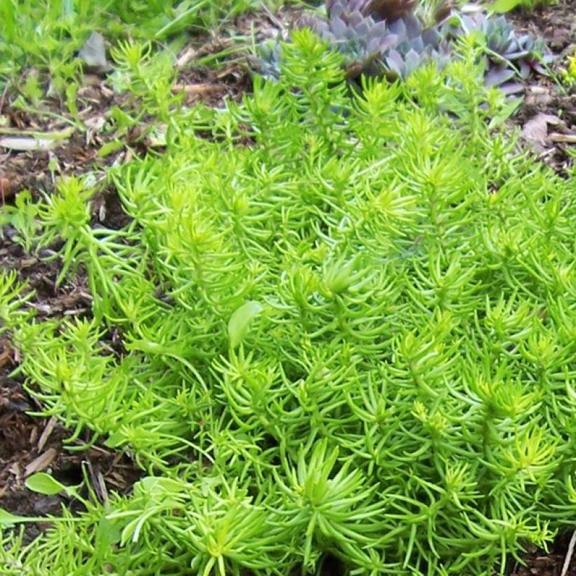 Fetthenne Lemon Ball - Sedum (Laub)