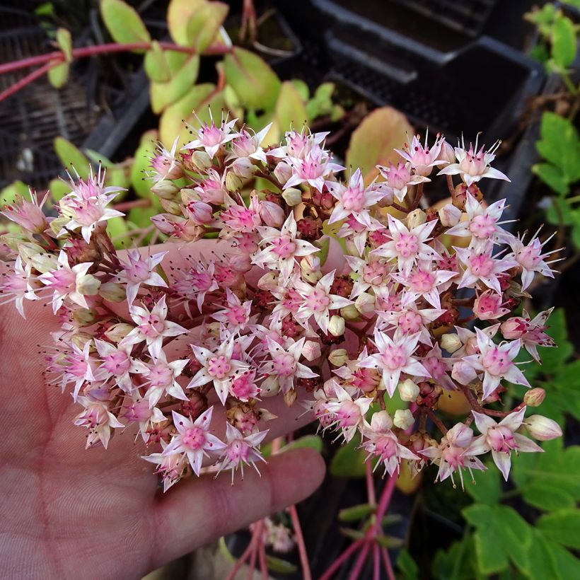 Fetthenne Matrona - Sedum (Blüte)