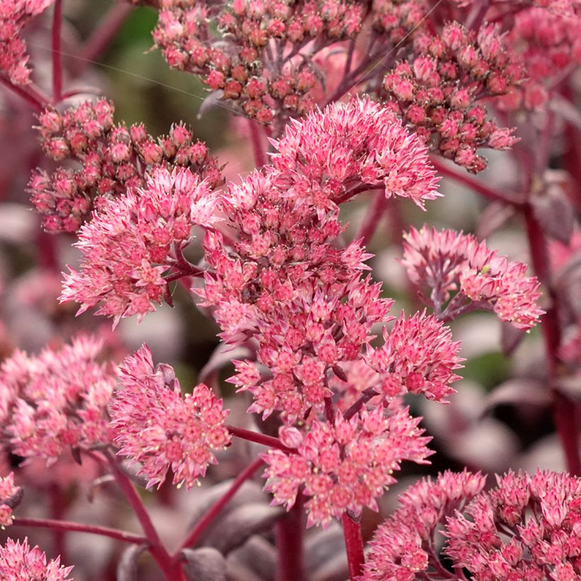 Fetthenne Mojave Jewels Diamond - Sedum (Blüte)