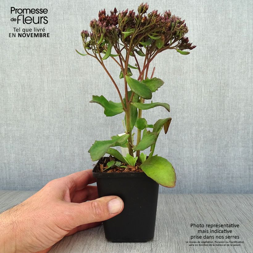 Exemplar von Sedum Mr Goodbud - Orpin d'automne Godet de 9cm wie im Herbst geliefert