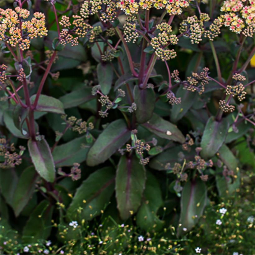 Fetthenne Orange Xenox - Sedum spectabile (Laub)