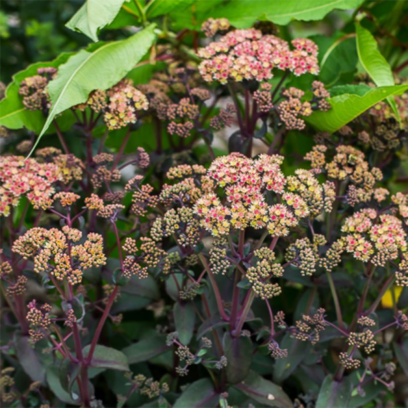 Fetthenne Orange Xenox - Sedum spectabile (Blüte)