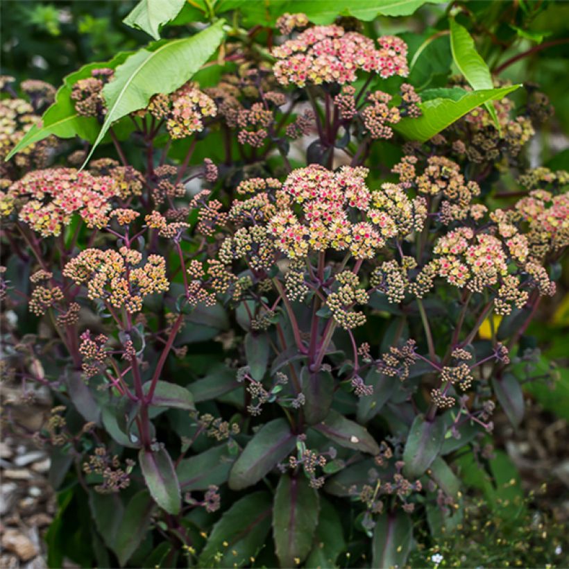 Fetthenne Orange Xenox - Sedum spectabile (Hafen)