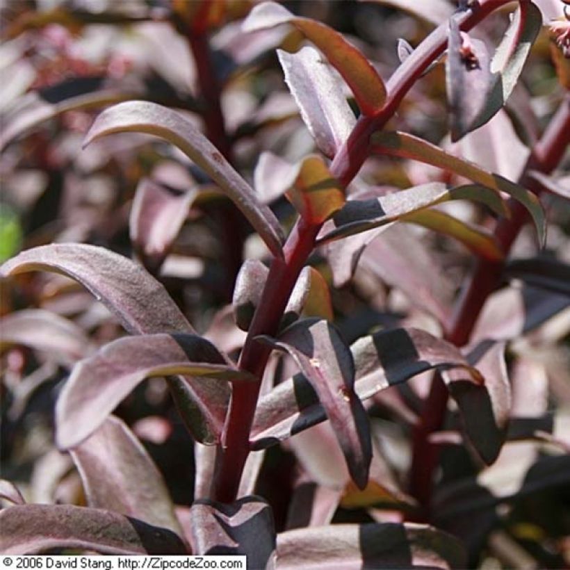 Fetthenne Purple Emperor - Sedum spectabile (Laub)