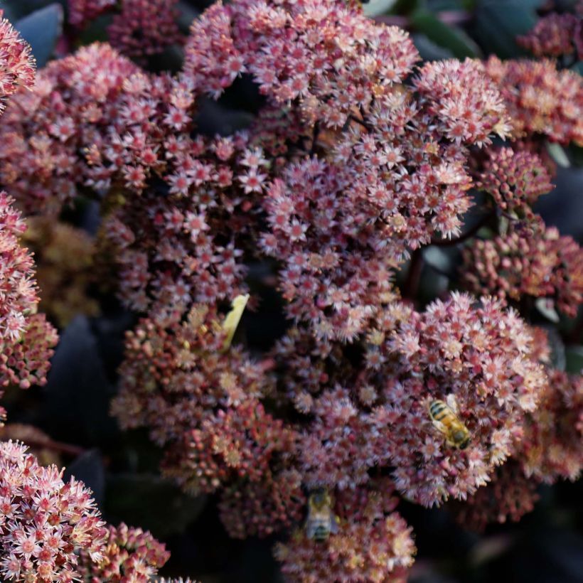 Fetthenne Purple Emperor - Sedum spectabile (Blüte)