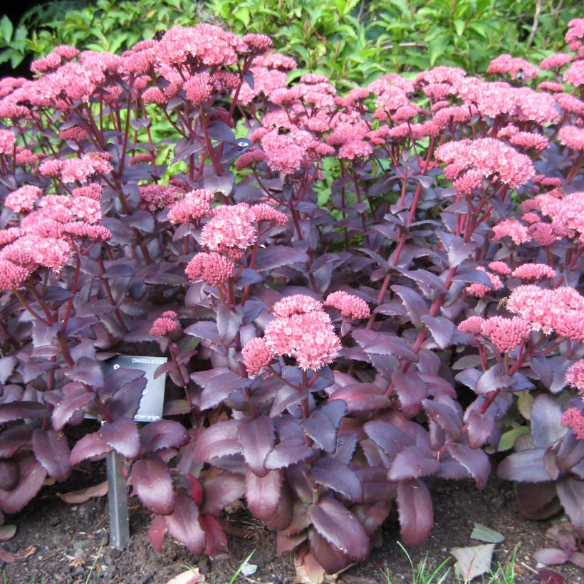 Fetthenne Purple Emperor - Sedum spectabile (Hafen)