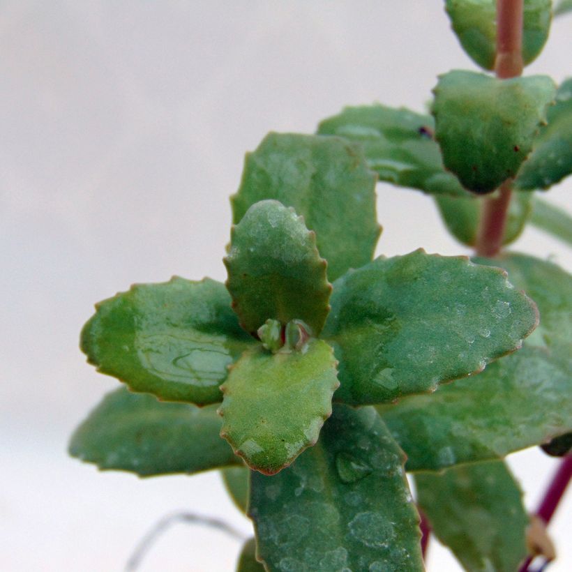 Fetthenne Red Cauli - Sedum (Laub)