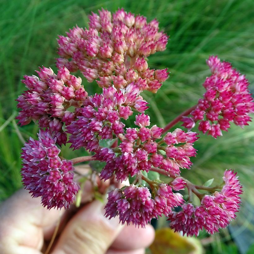 Fetthenne Red Cauli - Sedum (Blüte)