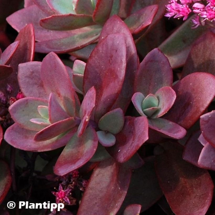 Fetthenne Sunsparkler Firecracker - Sedum (Laub)