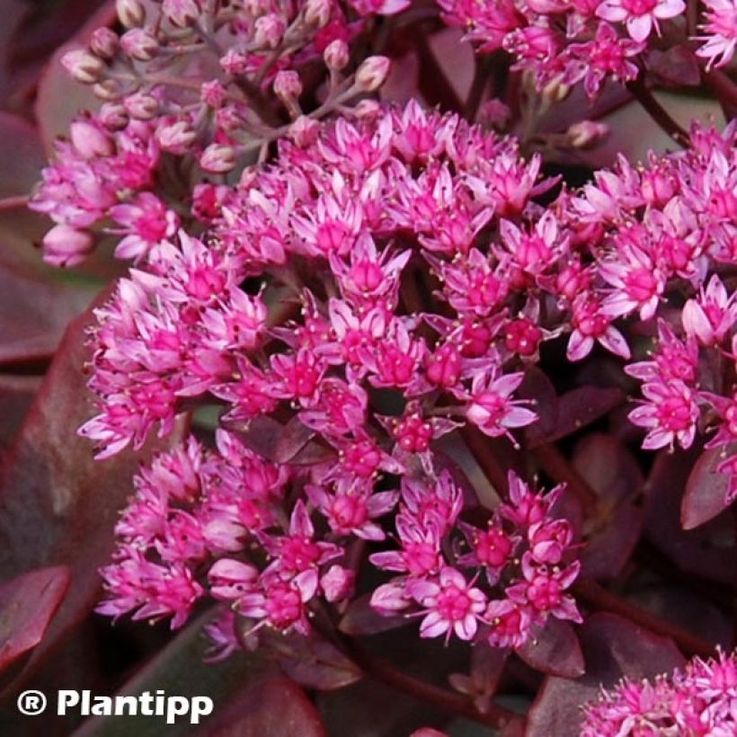 Fetthenne Sunsparkler Firecracker - Sedum (Blüte)