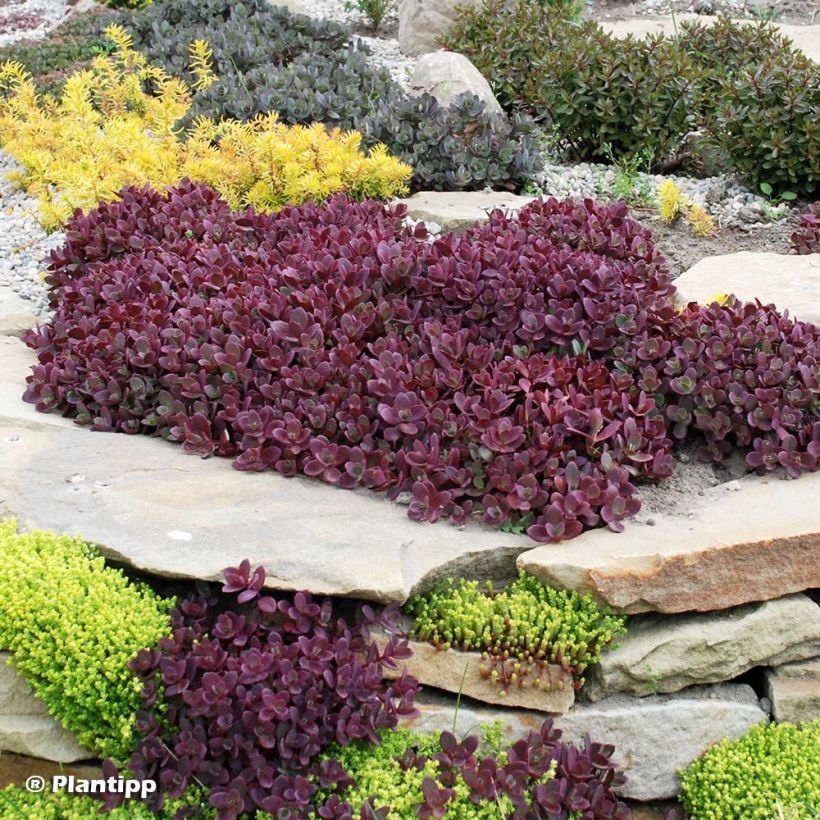 Fetthenne Sunsparkler Firecracker - Sedum (Hafen)