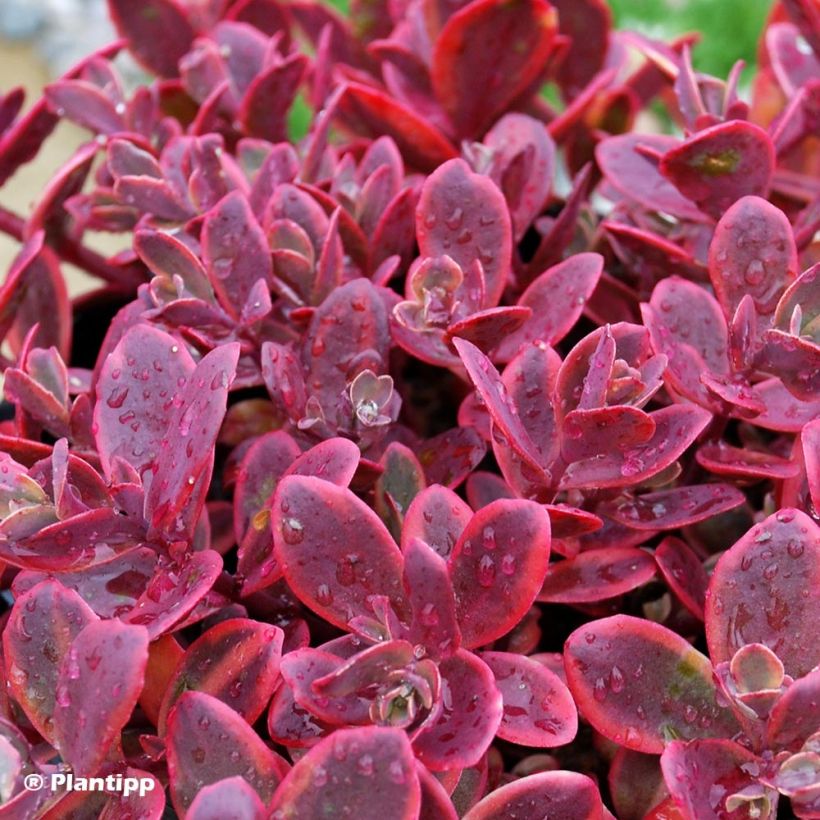 Fetthenne Sunsparkler Wildfire - Sedum (Laub)