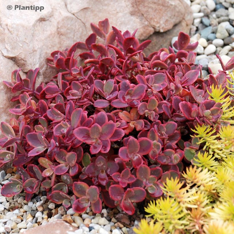 Fetthenne Sunsparkler Wildfire - Sedum (Hafen)