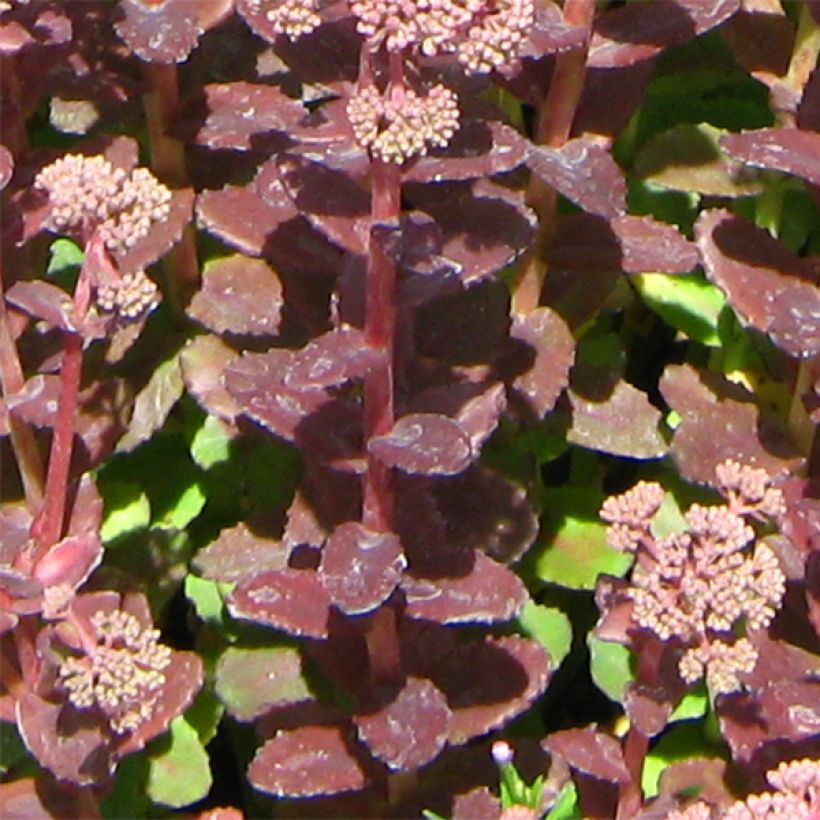 Fetthenne Stewed Rhubarb Mountain - Sedum (Laub)