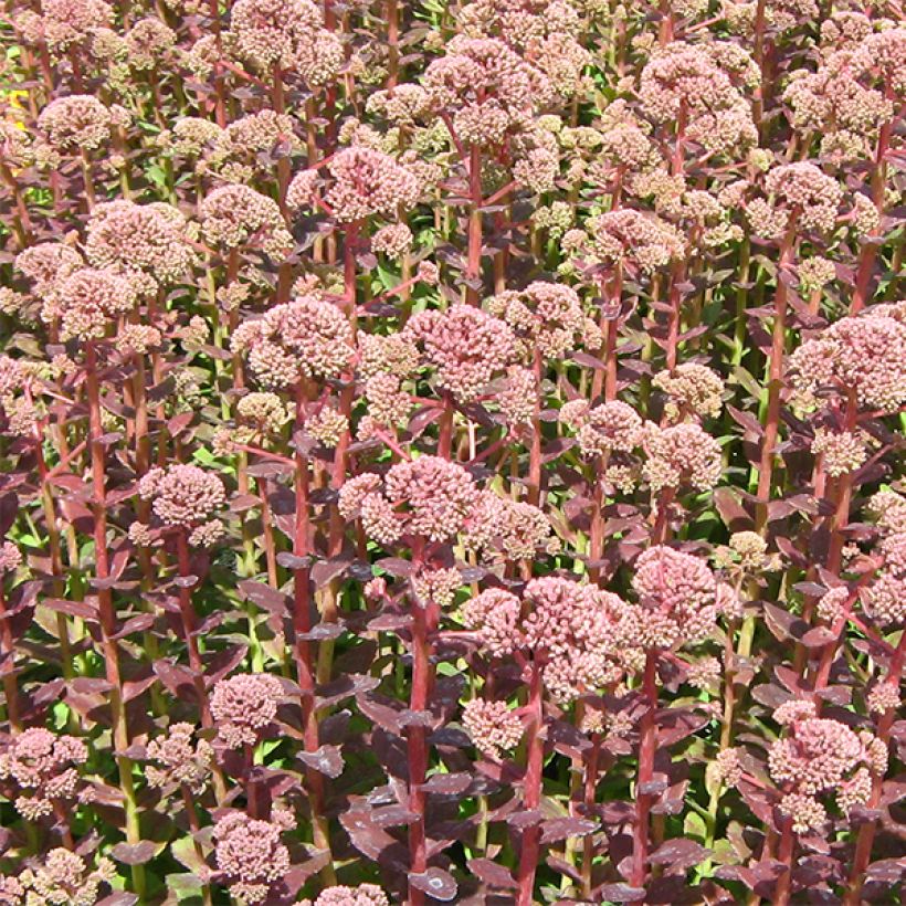 Fetthenne Stewed Rhubarb Mountain - Sedum (Blüte)