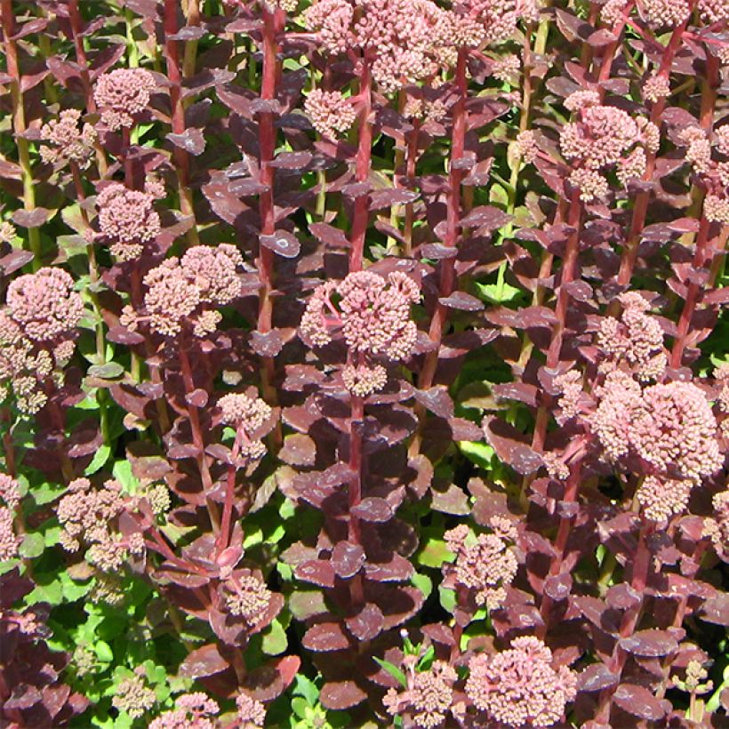 Fetthenne Stewed Rhubarb Mountain - Sedum (Hafen)