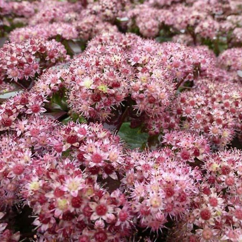 Fetthenne Strawberry and Cream - Sedum (Blüte)