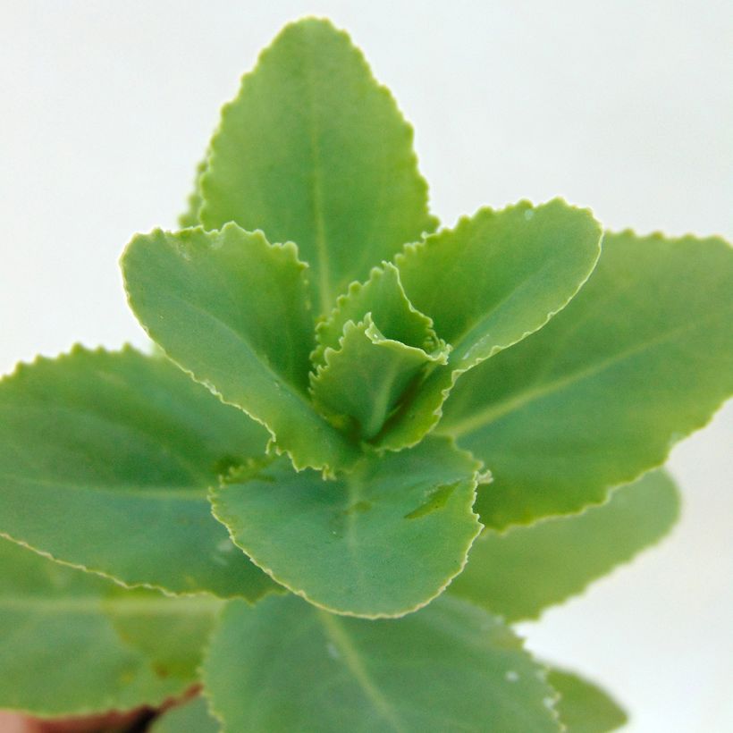 Fetthenne Sunkissed - Sedum (Laub)