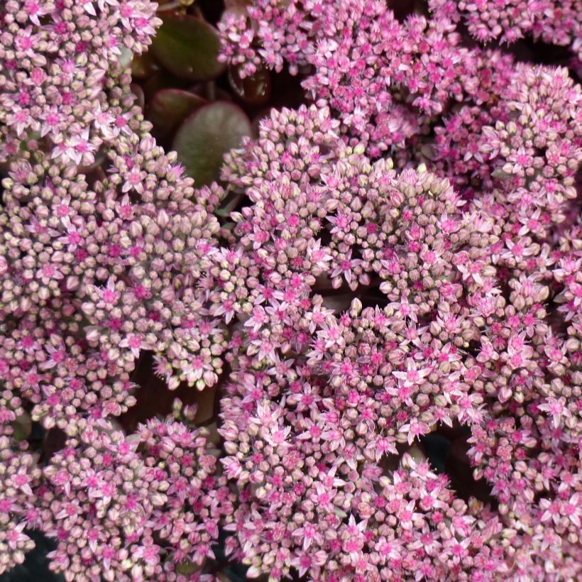 Fetthenne Sunsparkler Cherry Tart - Sedum (Blüte)