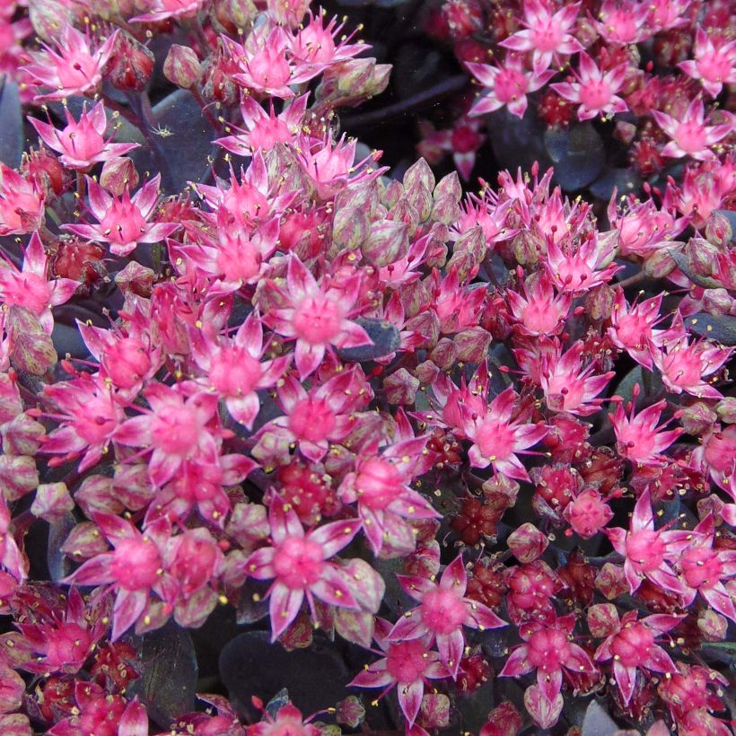 Fetthenne Sunsparkler Dazzleberry - Sedum (Blüte)