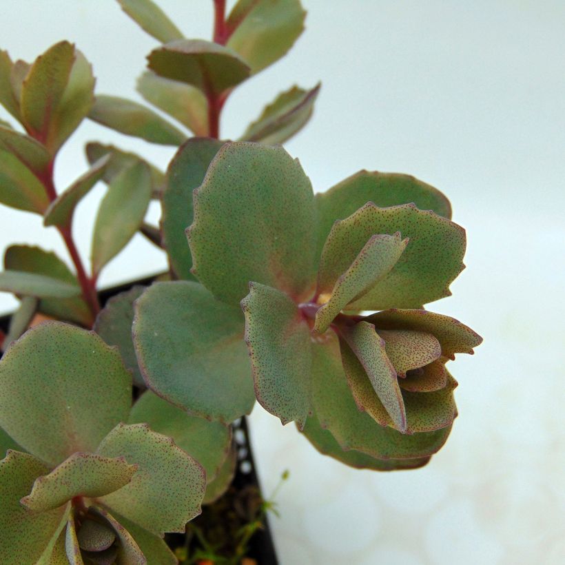 Fetthenne Sunsparkler Dazzleberry - Sedum (Laub)