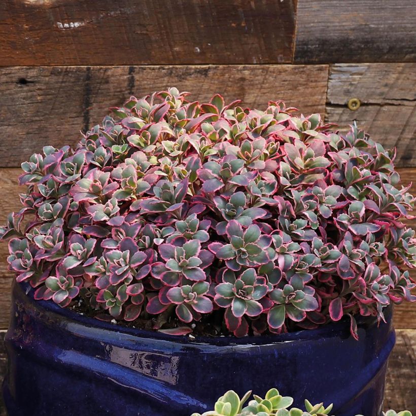 Fetthenne Sunsparkler Dream Dazzler - Sedum (Hafen)