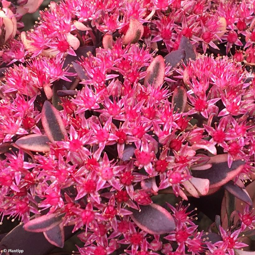 Fetthenne Sunsparkler Dream Dazzler - Sedum (Blüte)