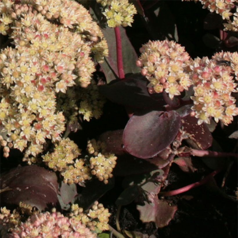 Fetthenne Twinkling Star - Sedum spectabile (Laub)