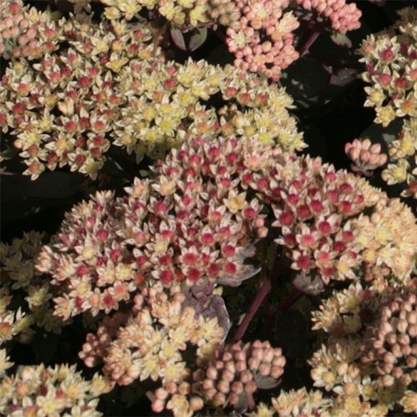 Fetthenne Twinkling Star - Sedum spectabile (Blüte)