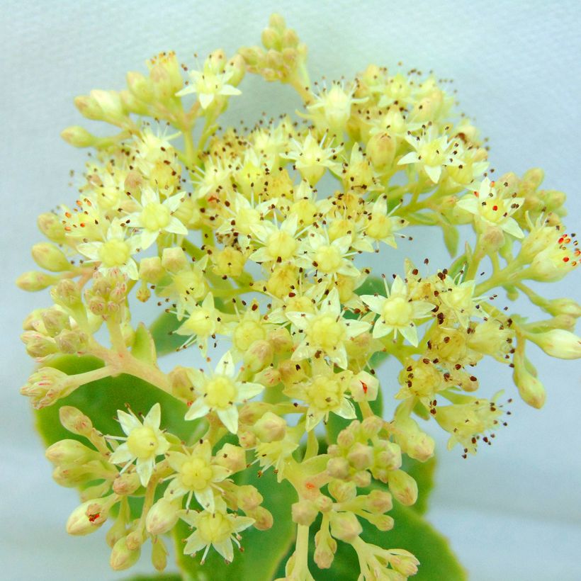 Fetthenne Yellow Xenox - Sedum spectabile (Blüte)