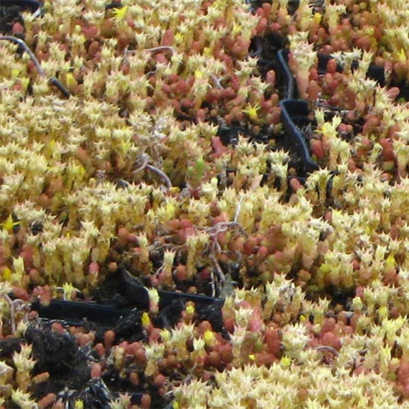 Scharfer Mauerpfeffer Yellow Queen - Sedum acre (Laub)