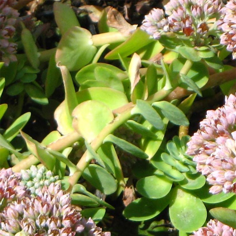 Fetthenne - Sedum anacampseros (Laub)