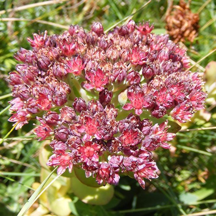 Fetthenne - Sedum anacampseros (Blüte)