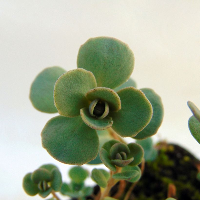 Fetthenne Lidakense - Sedum cauticola (Laub)