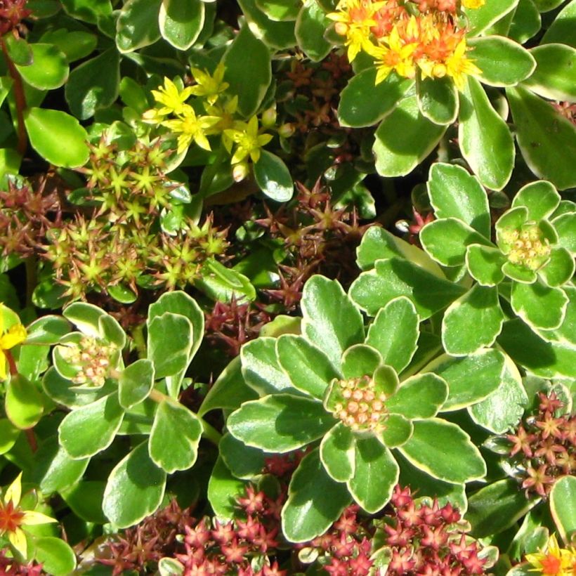 Fetthenne - Sedum kamtchaticum (Laub)