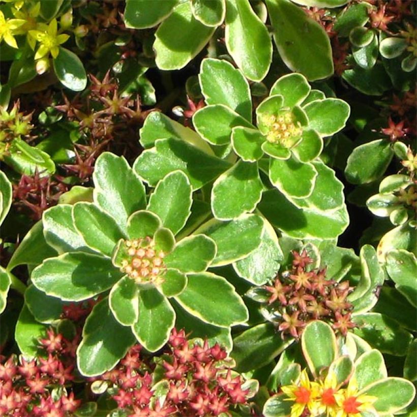 Fetthenne Variegatum - Sedum kamtchaticum (Laub)