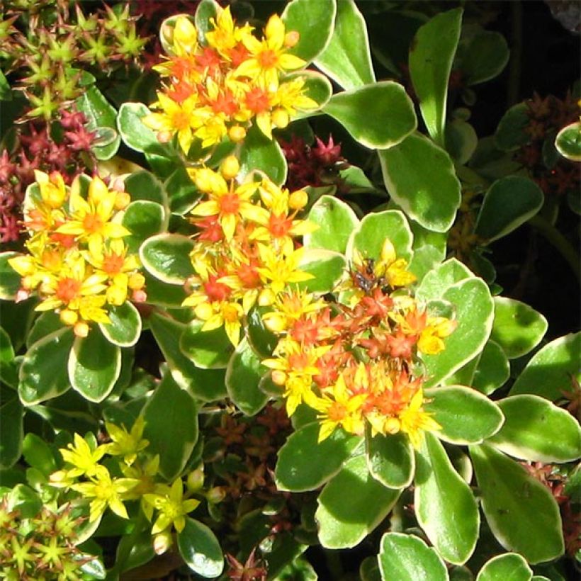 Fetthenne Variegatum - Sedum kamtchaticum (Blüte)