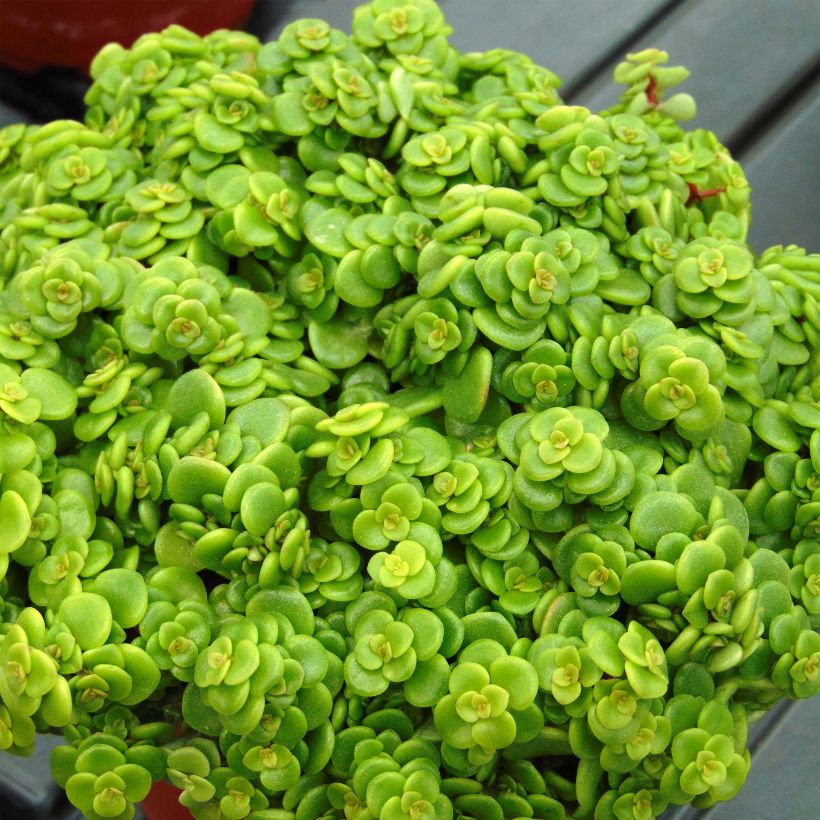 Fetthenne Lime - Sedum makinoi (Laub)