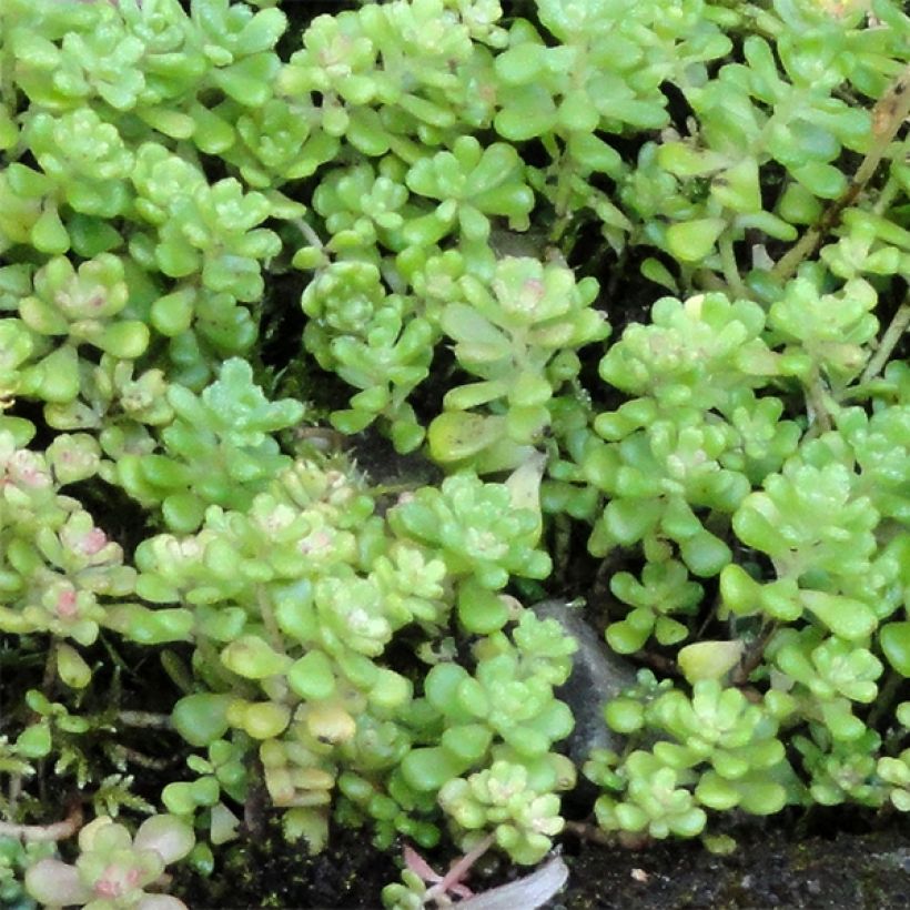 Fetthenne - Sedum oreganum (Laub)