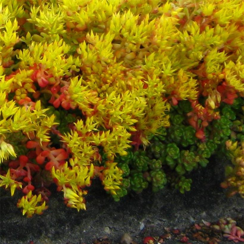 Fetthenne - Sedum oreganum (Hafen)