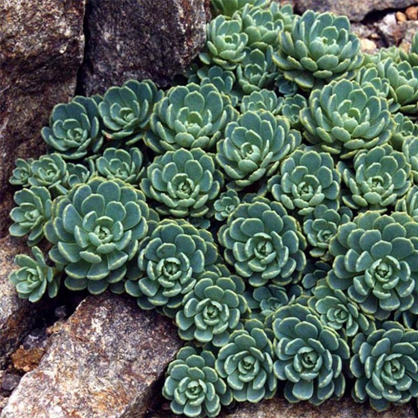 Fetthenne - Sedum pachyclados (Laub)