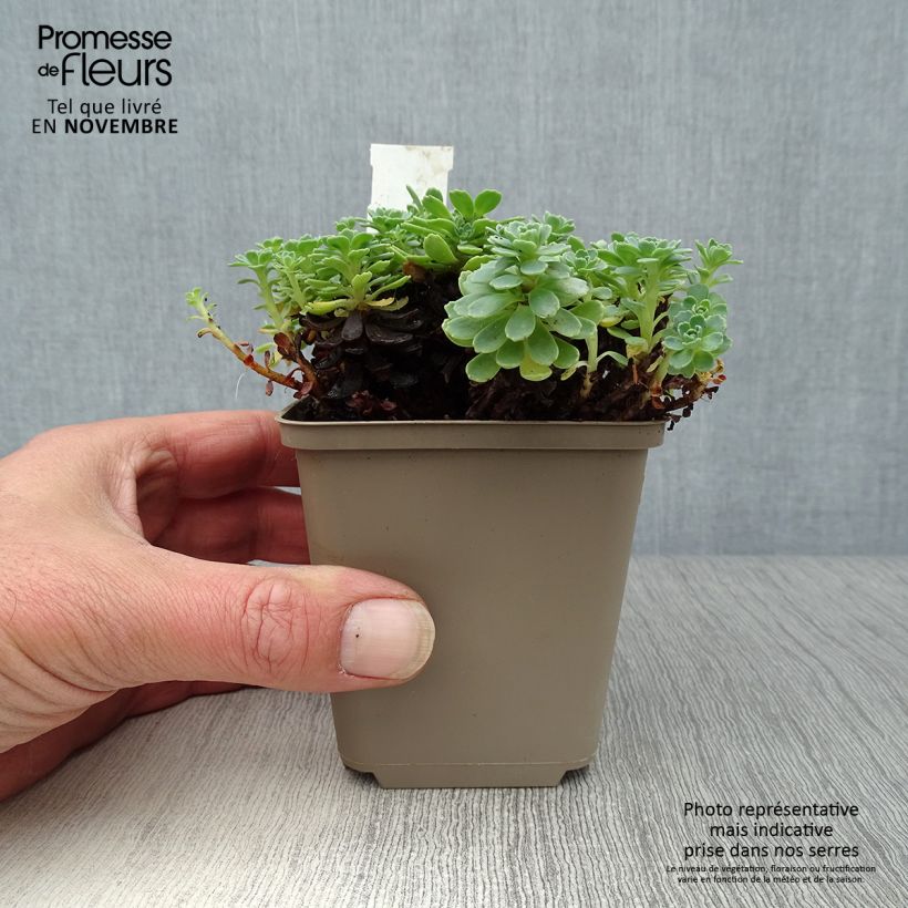 Exemplar von Fetthenne - Sedum pachyclados wie im Herbst geliefert