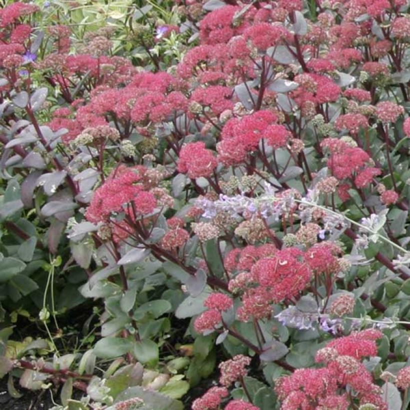 Fetthenne Red Cauli - Sedum (Hafen)