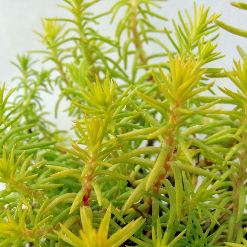 Fetthenne Angelina - Sedum reflexum (Laub)