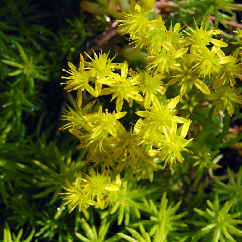 Fetthenne Angelina - Sedum reflexum (Blüte)