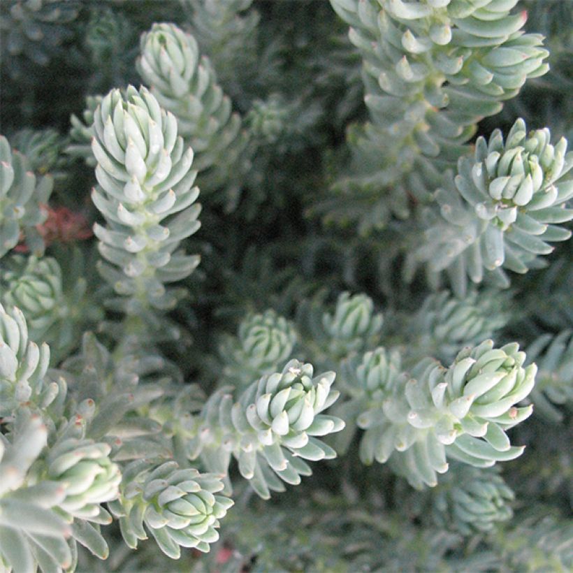 Fetthenne Blue Spruce - Sedum reflexum (Laub)