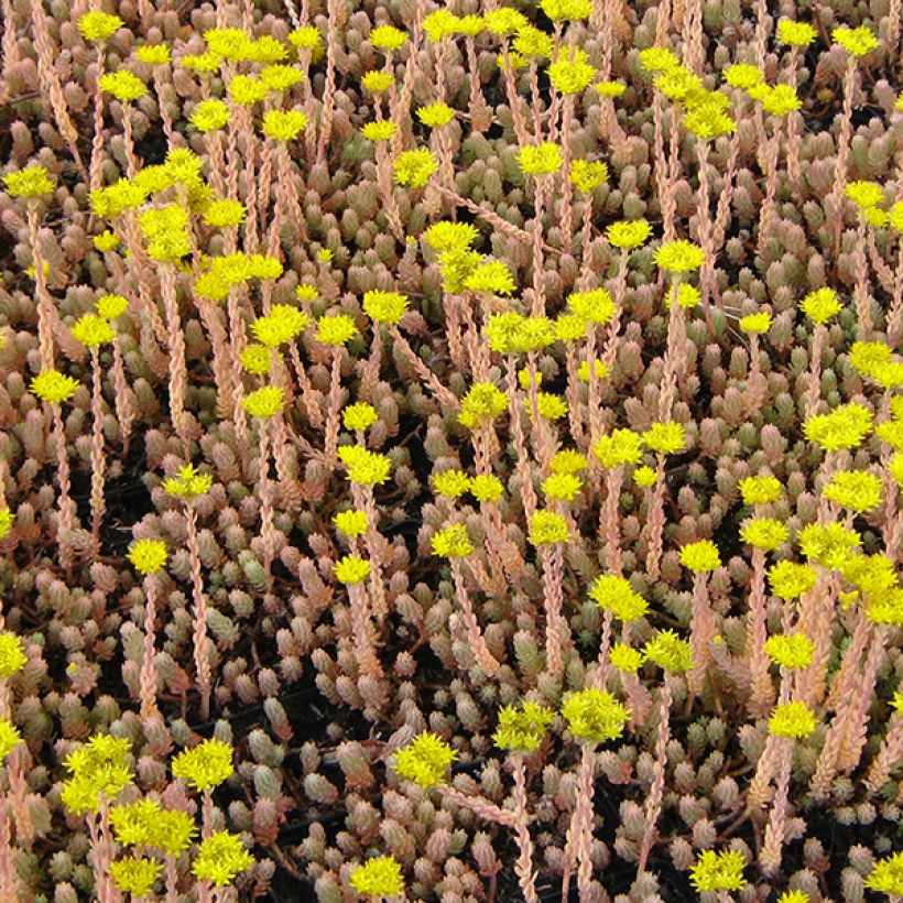 Fetthenne Blue Spruce - Sedum reflexum (Blüte)